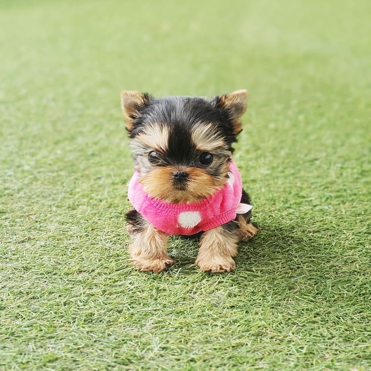 Toy Poodle  Puppies For Sale | https://sunshineteacuppuppieshome.com/ - photo 3